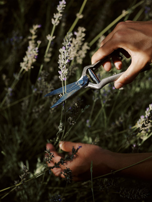 A person's hands carefully cutting fresh lavender stalks with the metal Pallares Plant Pruner in a lush garden setting.